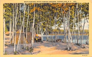 White Birches Tupper Lake, New York  