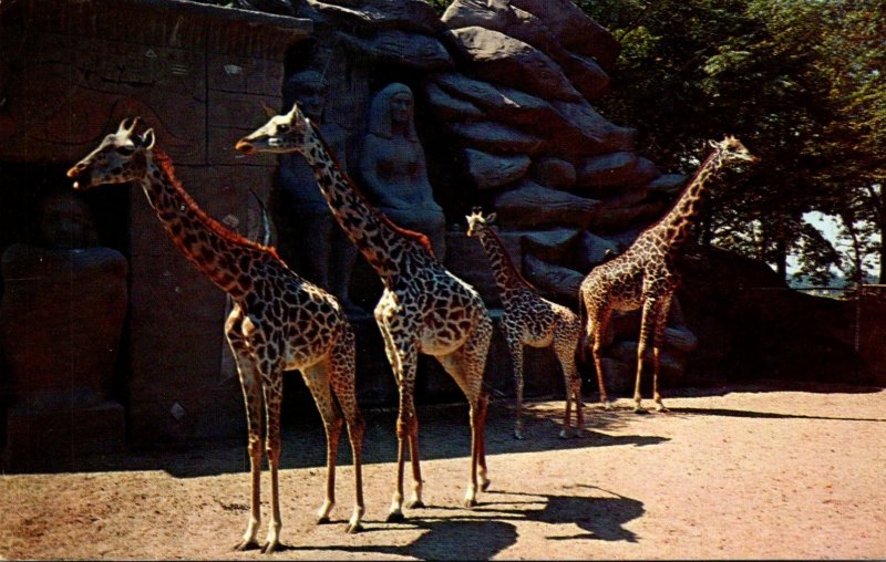 Michigan Detroit Zoological Park Giraffes 1964