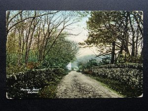 Wales Cymru Anglesey HOLYHEAD Penrhos Wood c1912 Postcard by Valentine