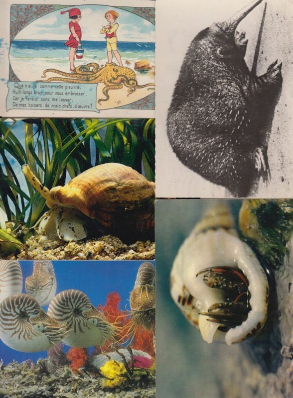 SEALIFE/DOLPHINS 44 Vintage ANIMALS Postcards pre-1970 (L3618)