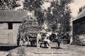 Manahawkin NJ Ox Press Farm Hay Wagon Oxen Stafford Township Postcard New Jersey