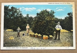 VINT. UNUSED .01 POSTCARD - PICKING GRAPE FRUIT, LOWER RIO GRANDE VALLEY, TEXAS