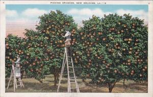 Louisiana New Orleans Picking Oranges