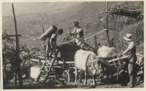 RP: MERANO, Italy, 1900-10s; Vedemmia, Grape Pickers loading Ox Cart