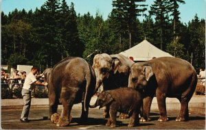 Elephants Portland Zoo Oregon OR Zoological Gardens Unused Postcard G98