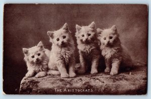 Animal Postcard Cute Cat Kittens Haired The Aristocrats St. Joseph MO 1908