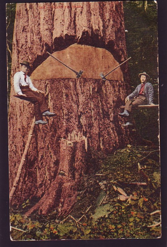 P1638 1907 used postcard logging taking down very large tree