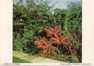 Autumn Garden Flowers Cuffley Hertfordshire Postcard