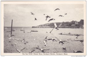 The Sea Gulls' Dinner Hour,  Rockport Harbor,  Rockport,  Massachusetts,   00...