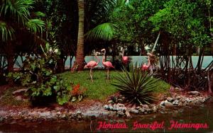 Birds Flamingos In Florida