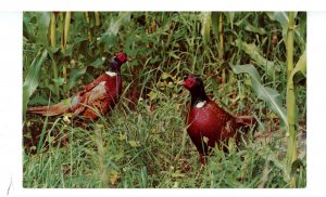 Birds - Ring-Necked Pheasants