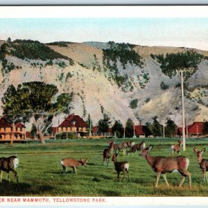 c1910s Yellowstone Park, WY Cute Deer near Mammoth J.E. Haynes Photo #10147 A226