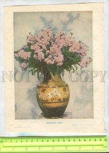 476355 USSR levkoy arrangement general view of flower show Vintage illustration