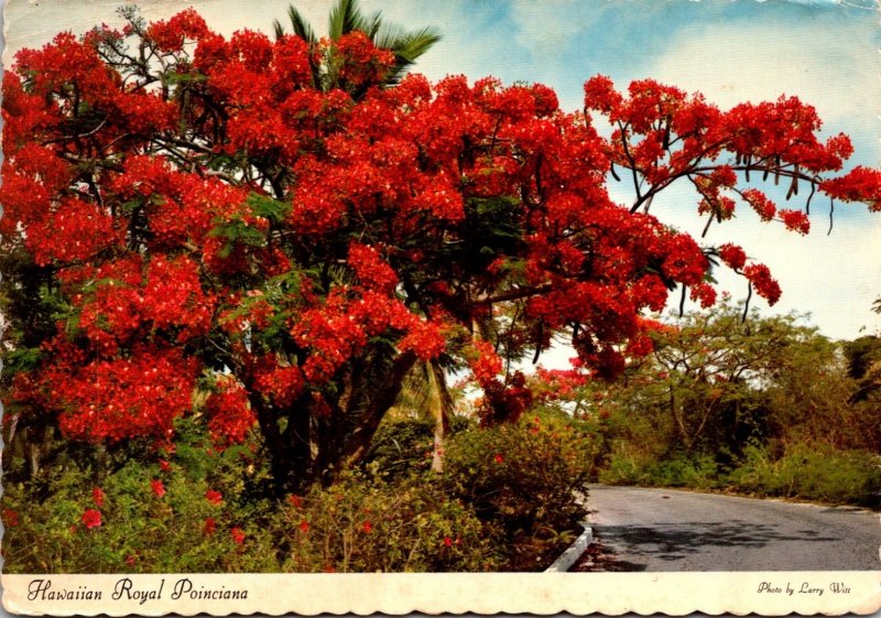 Hawaii Royal Poinciana Tree In Full Bloom 1970