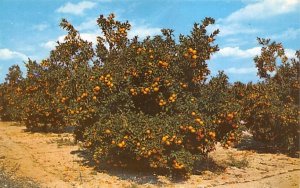 Beautiful Orange Groves in Central Florida, USA