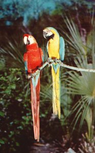 Postcard Two Macaws Colorful Birds on Tree Branch Neotropical Parrots Animals 