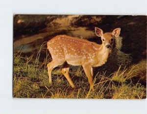 Postcard Surprised Fawn