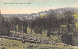 Washington County Idaho Herding Sheep, Hand Colored Vintage Postcard U13397