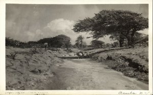 aruba, N.W.I., Country Road with Animals, Wind Tree (1930s) RPPC Postcard