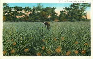 Asheville Teich Pineapple Field Florida #204 Postcard 10601