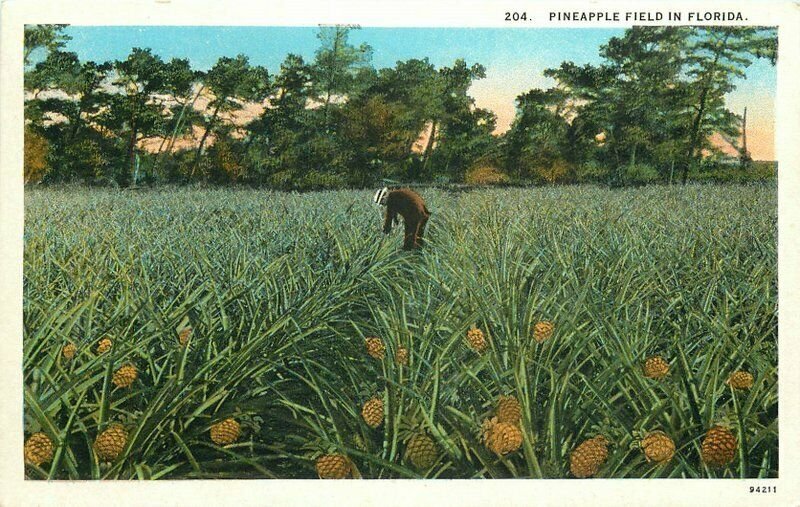 Asheville Teich Pineapple Field Florida #204 Postcard 10601