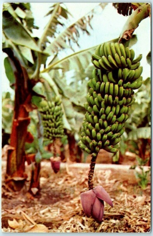 Postcard - Bunch of Bananas in Tenerife, Spain 