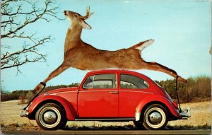 Exaggeration Postcard Big Game Country Giant Deer On Top of Volkswagen Beetle