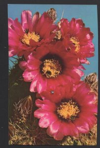 Southwest Fendler Hedgehog Cactus Echinocereus Fendleri Flower ~ Chrome