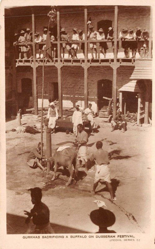 Lot142 real photo gurkhas sacrificing a buffalo on dusserah festival nepal