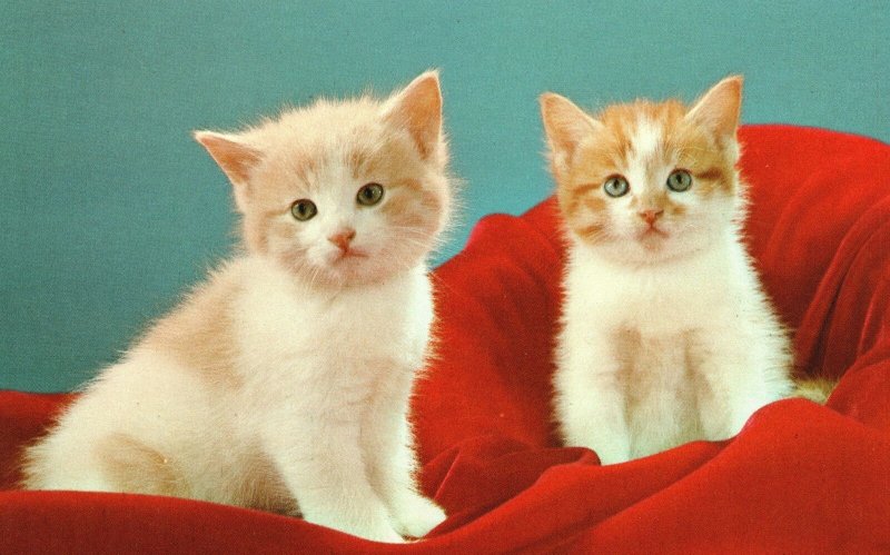 Vintage Postcard Cute Little Kittens Pussy Cat On Red Couch Orange Colored Fur