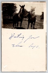 RPPC Horse And Pony On The New England Homestead Real Photo Postcard T30