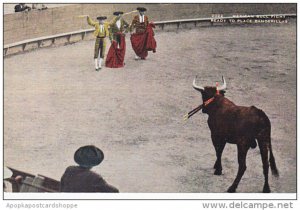 Mexican Bull Fight Ready To Place Banderillas