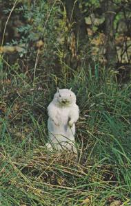 White Albino Woodchuck