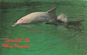 Postcard Snowball the White Porpoise Miami Beach Florida