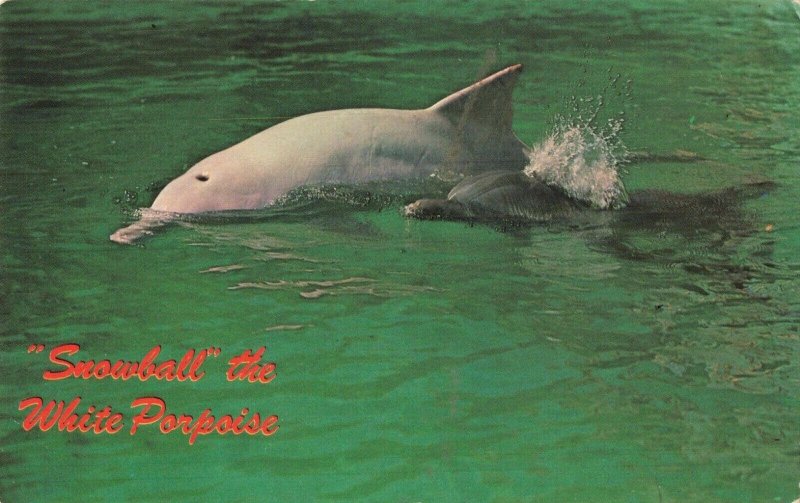 Postcard Snowball the White Porpoise Miami Beach Florida