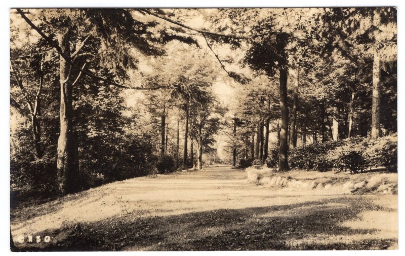 Chestnut Hill, Mass, The Old Roadway on the Grounds of the Sanatorium , RPPC