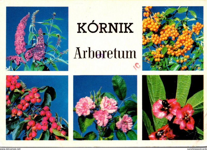 Poland Kornik Arboretum Native Flowers 1987