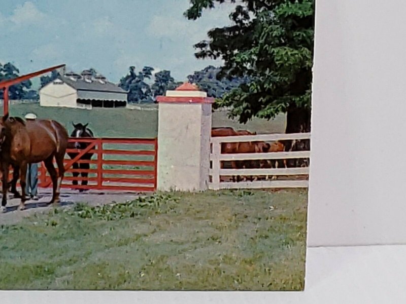 Calumet Farm Kentucky Horse Farm Man With Horses Vintage Postcard unposted