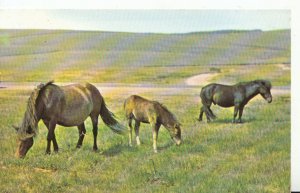 Animals Postcard - Ponies - New Forest - Hampshire - Ref 616A