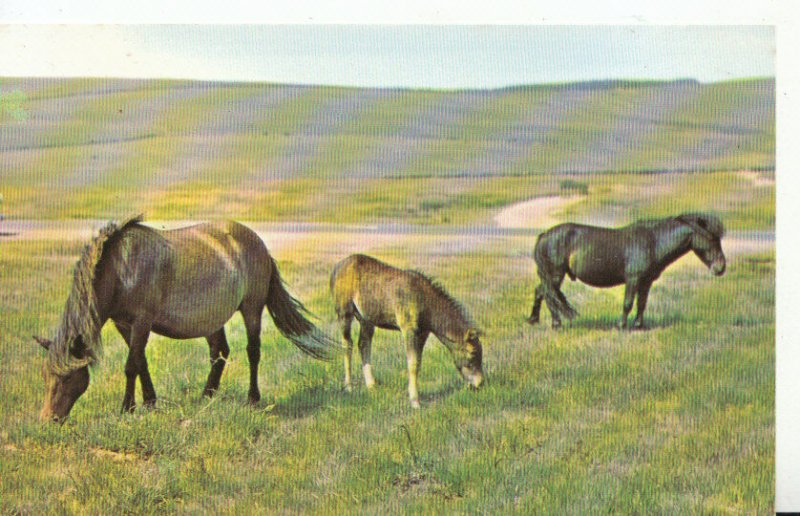 Animals Postcard - Ponies - New Forest - Hampshire - Ref 616A