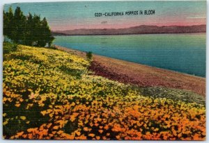 Postcard - California Poppies In Bloom - California