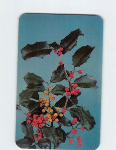 Postcard The American Holly (Ilex apaca aiton), Delaware