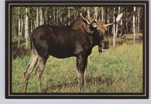 Moose, Vintage Chrome Postcard #2