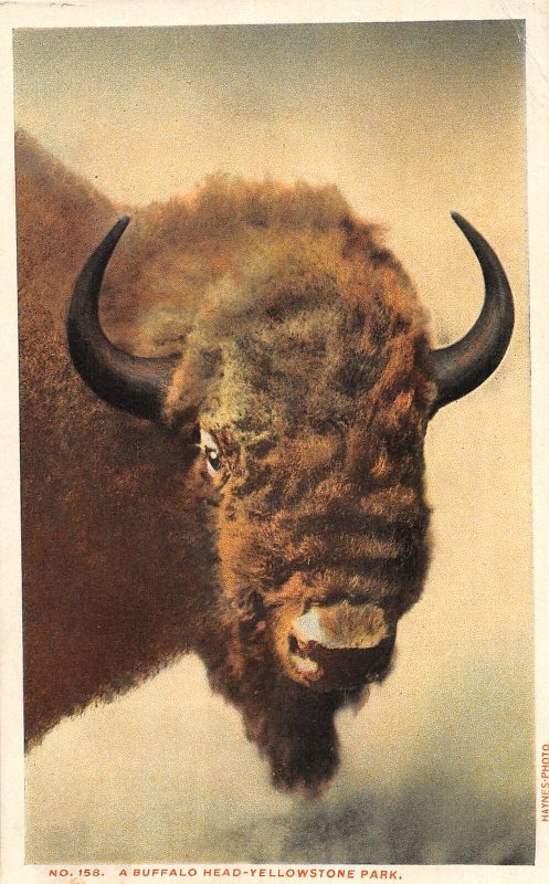 F89/ Yellowstone National Park Wyoming Postcard c1910 Buffalo Bison