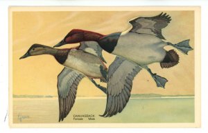 Birds - Canvasback  (Female & Male)