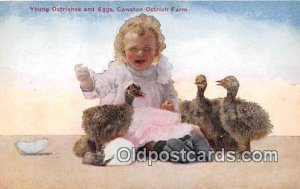 Young Ostriches, Cawston Ostrich Farm Unused 