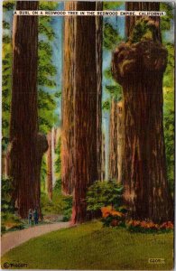 Postcard NATURE SCENE Redwood Empire California CA AL8842