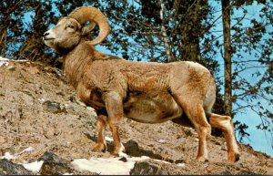 Rocky Mountain Big Horn Sheep