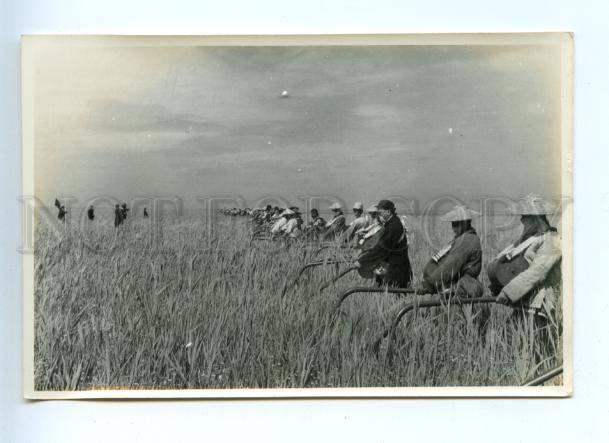 155291 Propaganda CHINA Peasant Sihong County LOCUST photo