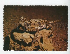 434204 USA Texas Horned lizard photo by Hanshaw old postcard